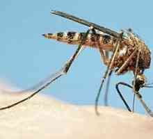 Как да премахнете сърбежа от ухапвания от комари при възрастни и деца? Добър съвет