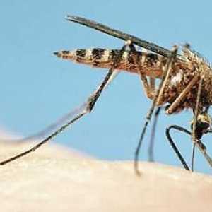 Как да премахнете сърбежа от ухапвания от комари при възрастни и деца? Добър съвет