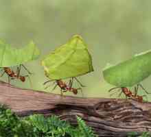 10 Интересни факти за мравките. Най-интересните факти за мравките за деца