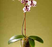 7 Съвета как правилно да трансплантирате орхидея