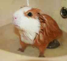 Възможно ли е да се къпе морско свинче?