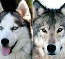 Знаете ли как да различавате вълка от куче?