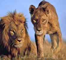 Африка: дивата природа. Животинският свят е лъвовете на Африка