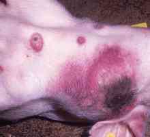 Африканска чума по свинете: опасност за хората. Описание на болестта, симптоми и лечение