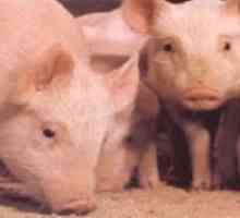 Африканска чума по свинете: симптоми, диагноза, методи на борба