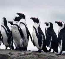 Африкански пингвини: характеристики на външната структура и поведение