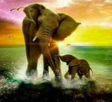 Африканско виждане. Защо един слон мечтае?