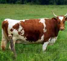 Ершхире порода крави - шедьовър на животновъдството на млекодайни говеда