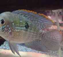 Akari тюркоаз: снимка, съдържание, съвместимост с други риби в аквариума
