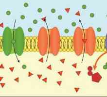 Активен транспорт на вещества през мембраната. Видове активен транспорт на вещества през мембраната