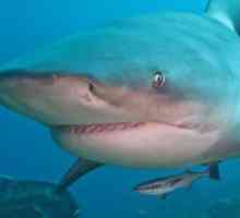 Акула бикът е единствената акула, живееща в прясна вода.