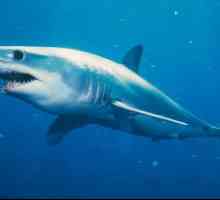 Shark-mako: снимка и описание. Скорост на акула-мако в атака
