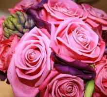 Aqua-rose - основната украса на вашата градина
