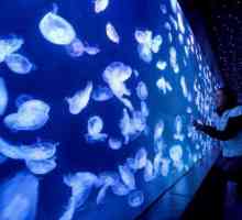 Аквариум с медузи: описание, характеристики на съдържанието, препоръки и прегледи