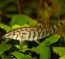 Аквариум риба botsia мрамор: грижа, хранене, съдържание, съседи