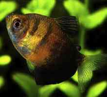 Аквариум риба от тръни: принцеса на подводното царство