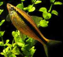 Aquarium fish algaeids: описание, характеристики на съдържанието, грижа и обратна връзка
