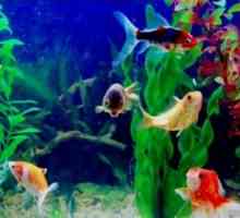 Аквариумни риби: съвместимост на видовете