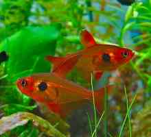 Аквариум риба тетра: снимки, видове, съдържание