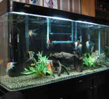 Джибо аквариуми: описание на устройството, отзиви
