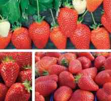 "Алба" (ягоди): описание на сорта