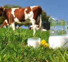 Алергия към протеини от кравето мляко при кърмачета - причините, симптомите и характеристиките на…