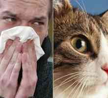 Атака на котките се проявява? Как да се лекува алергия към котки