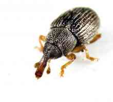 Ambarnous weevil: описание как да се отървете