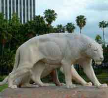 Американски лъв: гигантски праотец на съвременните котки