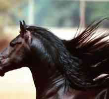 Американският мустанг - кон, върнат от Колумб ... Това историческо наследство на тази страна ли е?