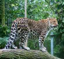 Amur leopard в Далечния изток: описание, снимка