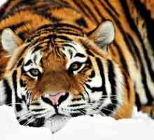 Амур тигър: интересни факти за животното