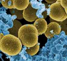 Анализ на Staphylococcus: как да се вземе и къде да се предаде