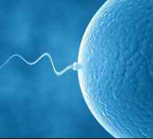 Анализ на спермата: кога се показва?