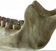 Анатомична структура на долната челюст