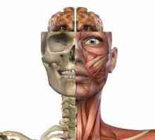 Човешка анатомия: Pedicle Fossa