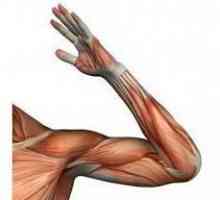 Анатомия. Коляно съединение: структура, връзки, мускули и функции