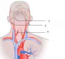Анатомия. Обща каротидна артерия