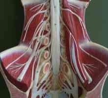 Анатомия: лумбален плексус и клоните му