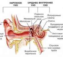 Анатомия: структура и функции на слуховия анализатор