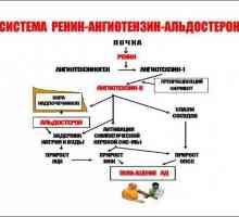 Система на ангиотензин-ренин-алдостерон: схема, функции и неговата роля