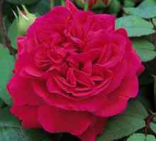 English roses: снимка, разнообразие, описание, ревюта