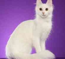 Ангорска котка (турска ангора): описание на породата, природа, особености на поддръжката и грижата