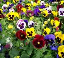 Pansies: засаждане и грижа за пролетно цвете