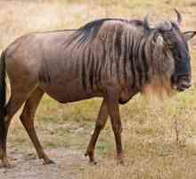 Antelope gnu - какъв вид животно? Кратко описание и начин на живот