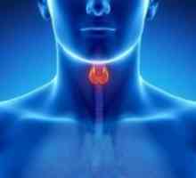 Антителата срещу щитовидната пероксидаза се увеличават. Какво означава това, какво е причинено и…