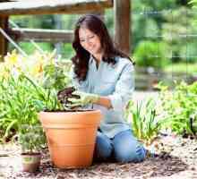 Anthurium and spathiphyllum: описание, грижа у дома. Мога ли да сглобя spathiphyllum и anthurium