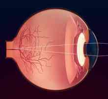 Помощни апарати за очите: структура и функции