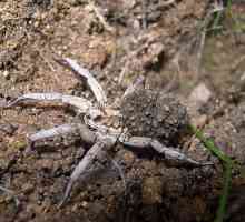 Апулианска тарантула: описание. Размножаване у дома