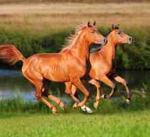 Арабски кон: снимка, описание